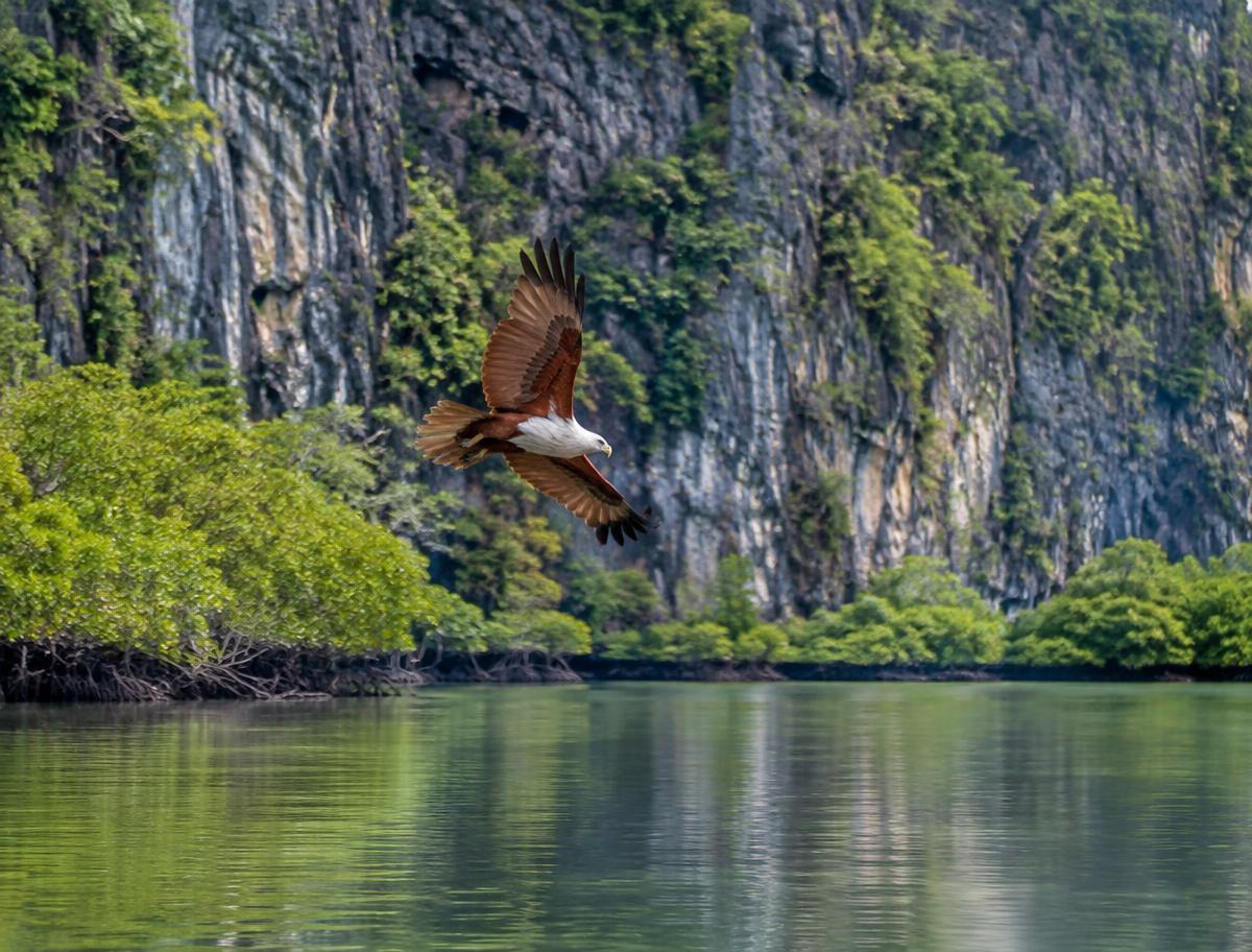 Eagle Feeding